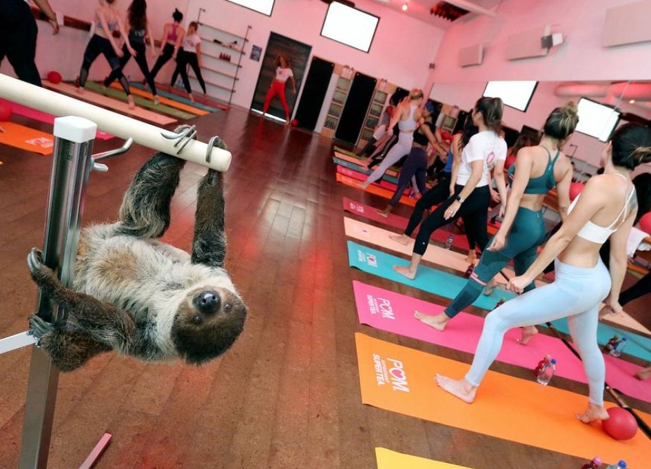 Sloth_Yoga_Pom_Wonderful